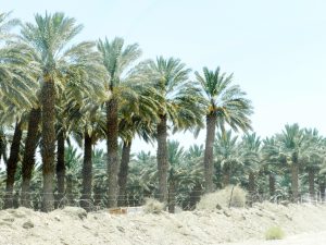 Arava, Negev Desert, Israel