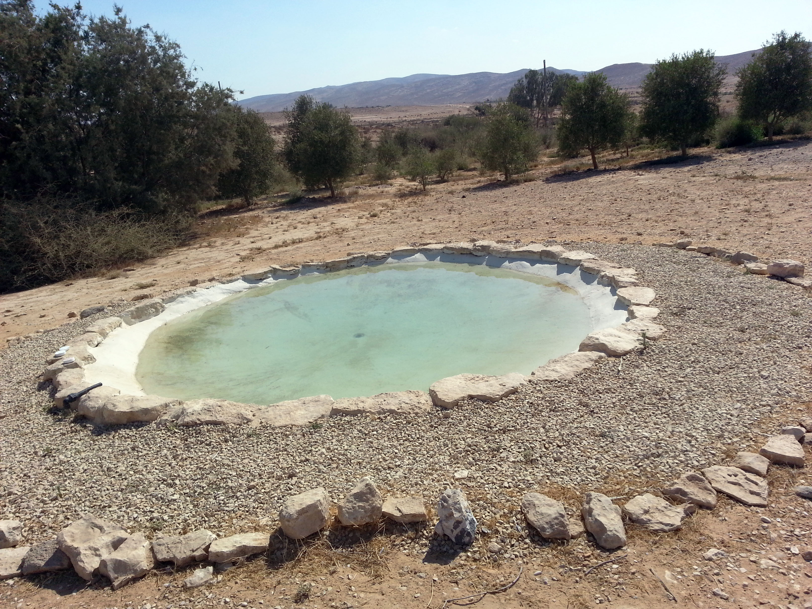 Desert Olive Farm, Negev Desert, Israel