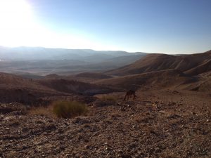 Desert Negev, Israel