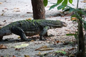 Water monitor lizard, Surin Islands