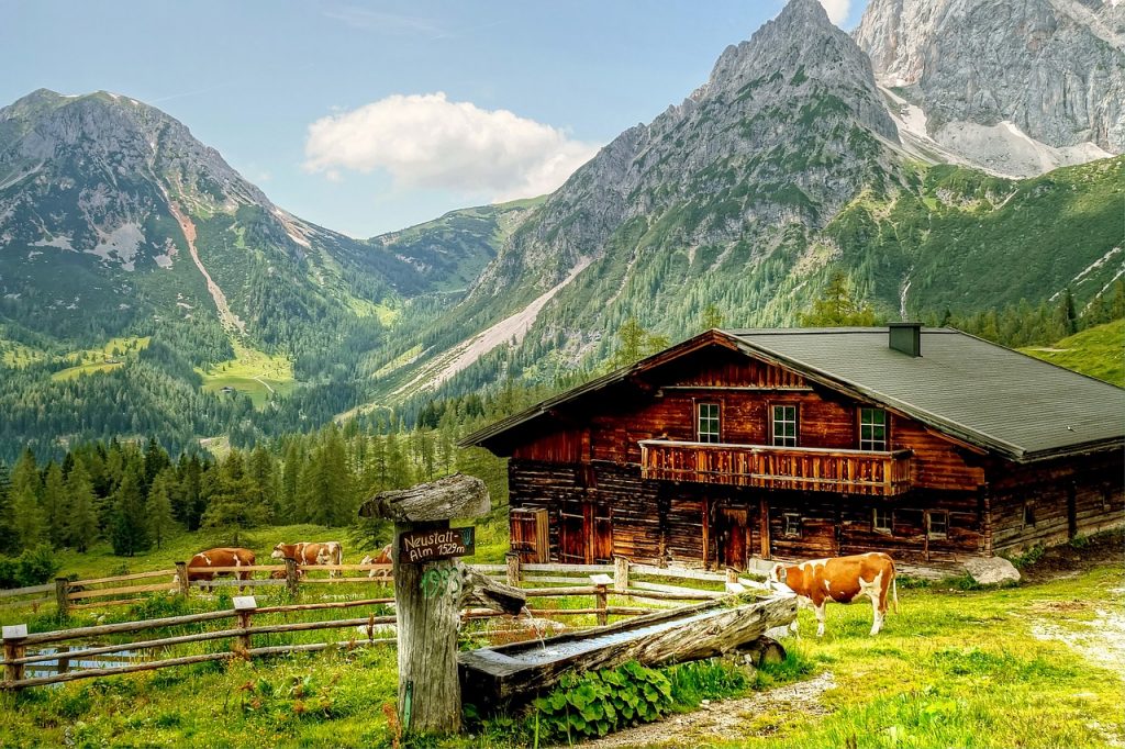 Ghid pentru turiștii care se întâlnesc cu vaci pe traseele alpine in Austria