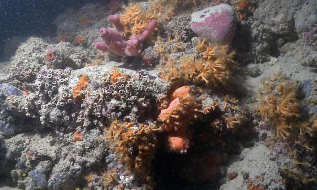 Recif de corali de peste 2 kilometri descoperit în Italia