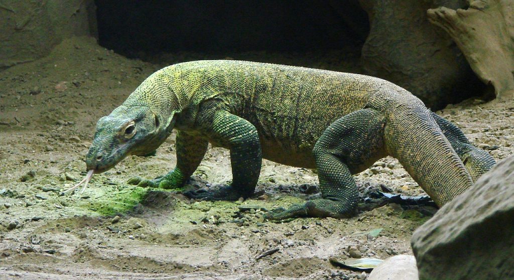 Indonezia închide Insula Komodo pentru un an