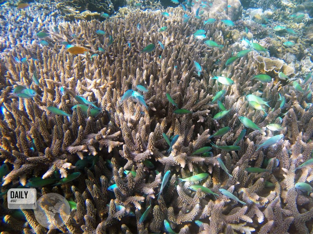 Nalusuan Marine Sanctuary, Philippines