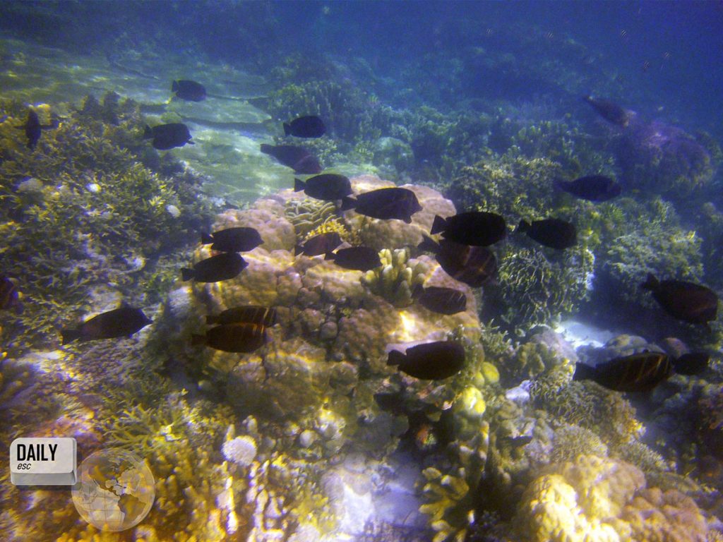 Nalusuan Marine Sanctuary, Philippines
