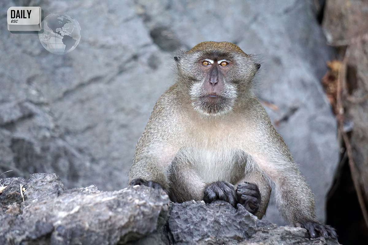 Monkey Bay, Koh Phi Phi Don