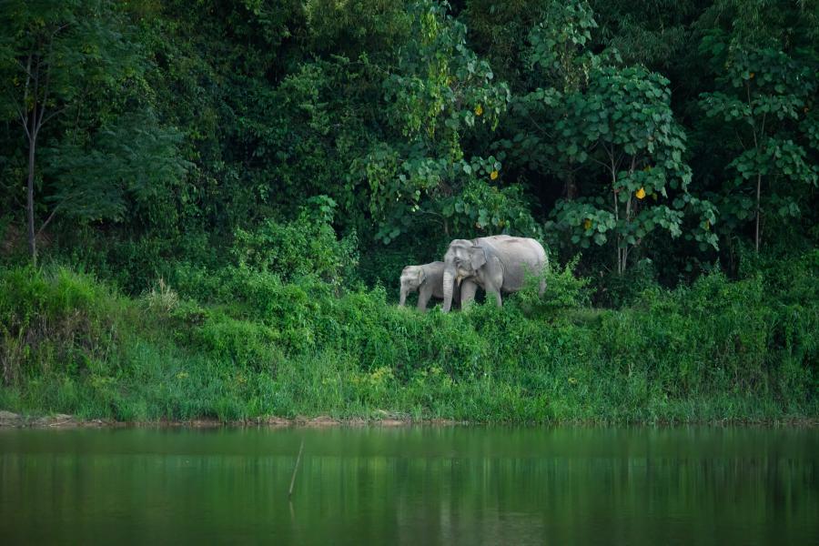 Thailanda- Cel mai mare parc national a fost inclus in patrimoniul UNESCO